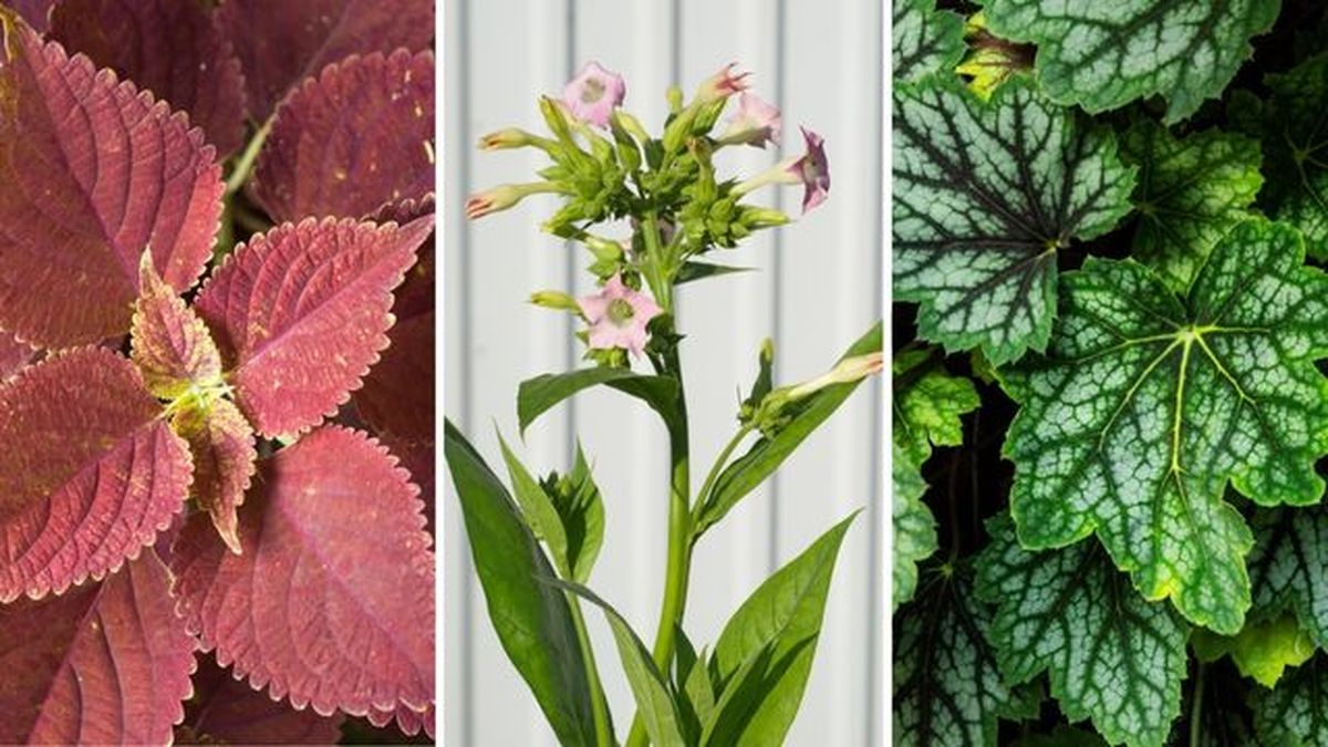 coleo rojo planta del tabaco y heuchera verde