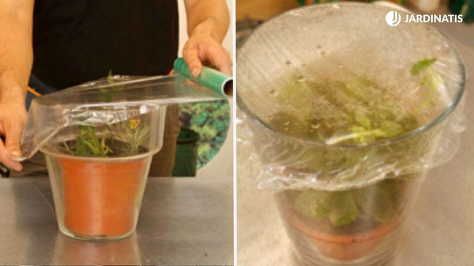 esquejes gajos para reproducir plantas