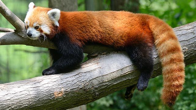 Panda rojo 01