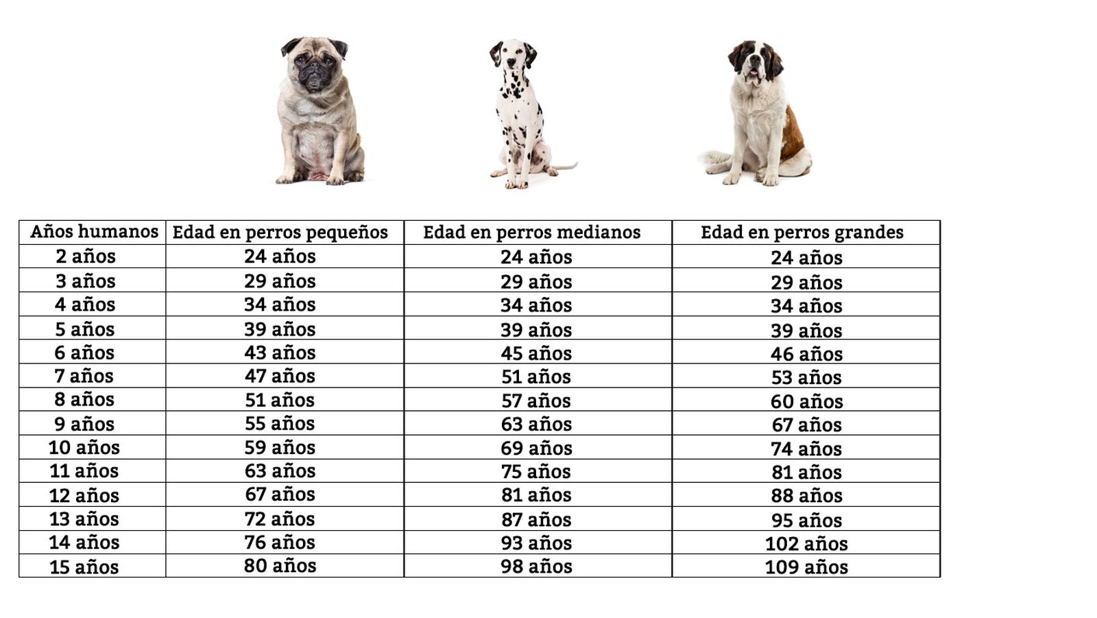 edad perros