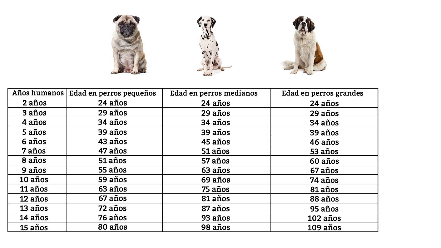 edad perros