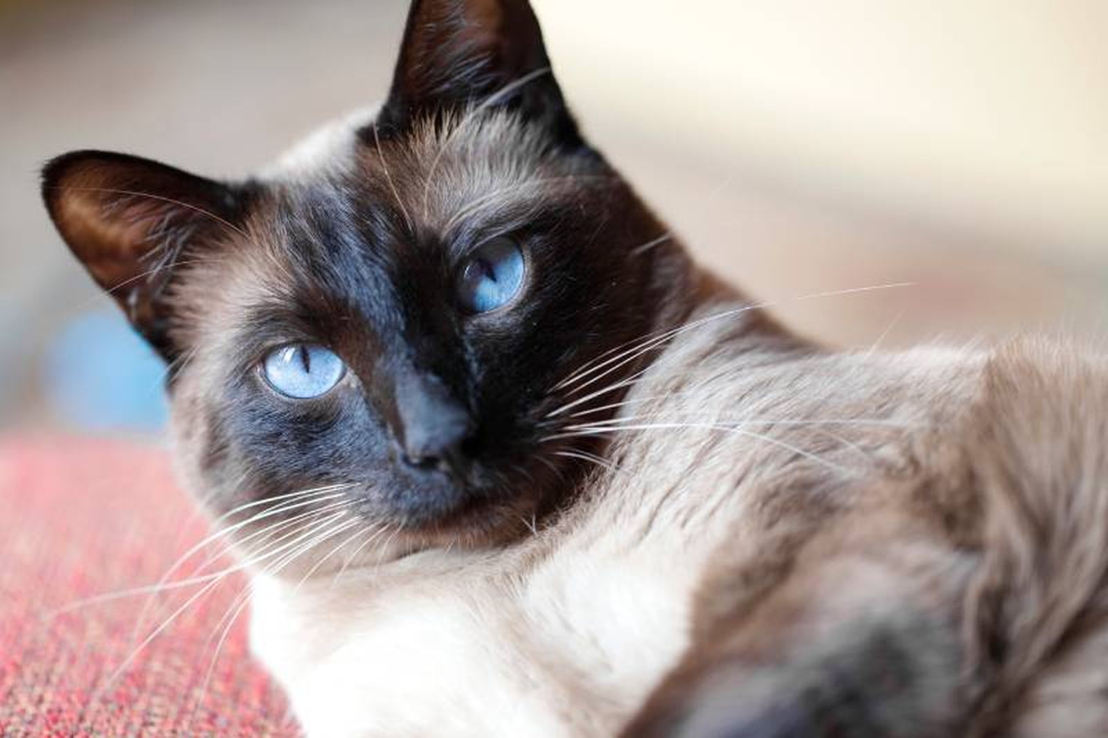 De ojos almendrados y de un azul profundo, el gato siamés es una de las razas más conocidas.