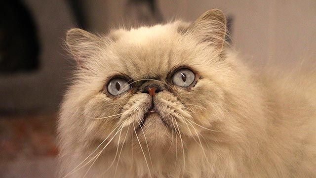 gato persa 6