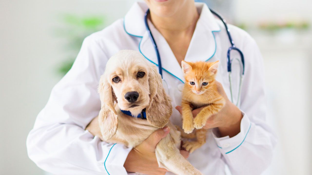 requisitos vender animales