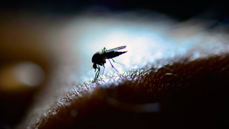 cuantos dientes tiene un mosquito denticulos