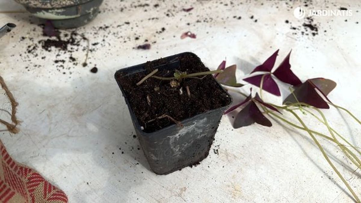 reproduccion oxalis triangularis planta mariposa