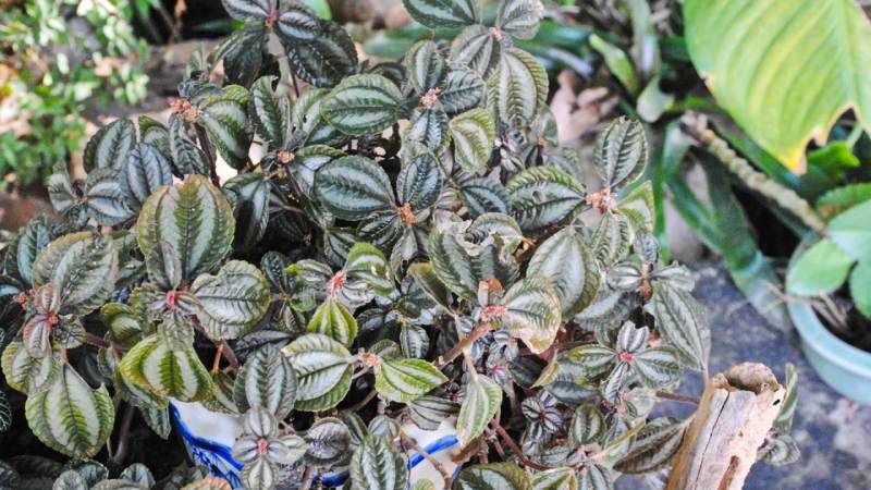 Pilea cadierei