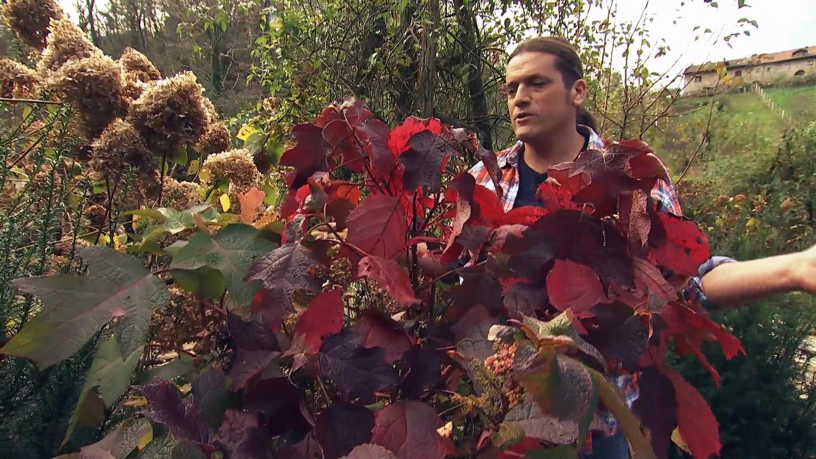 DEKO0719 jardineria hortensia hoja roble xl