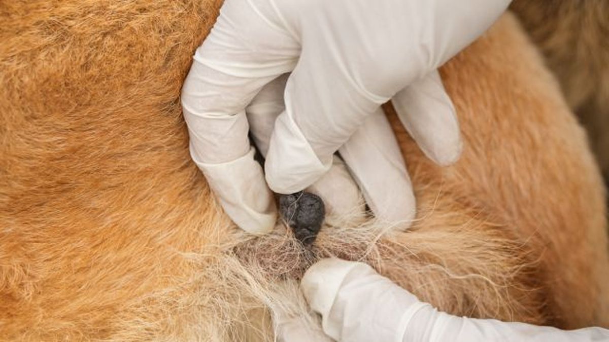 verrugas en perros 7