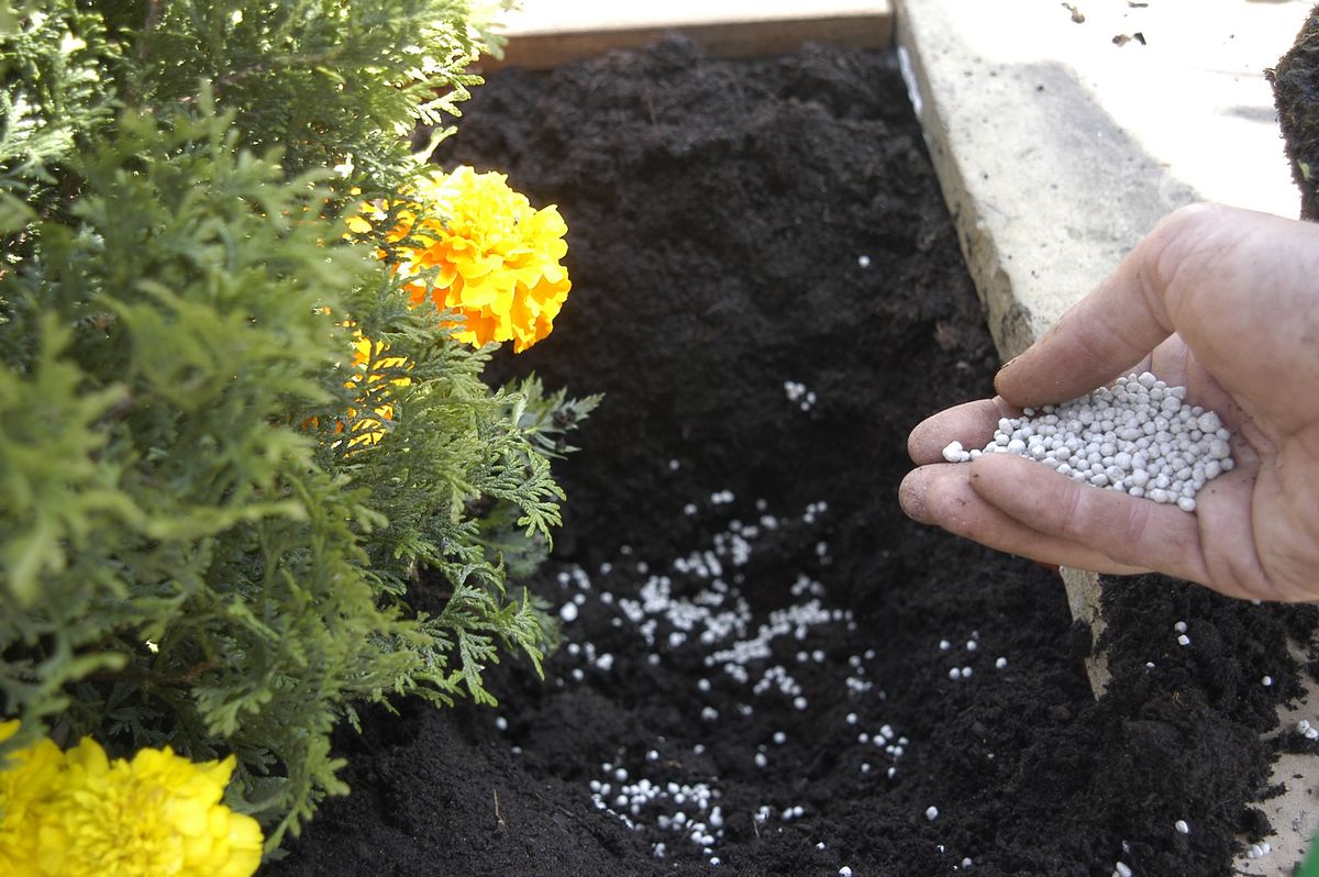 Plantación de enredaderas paso 3