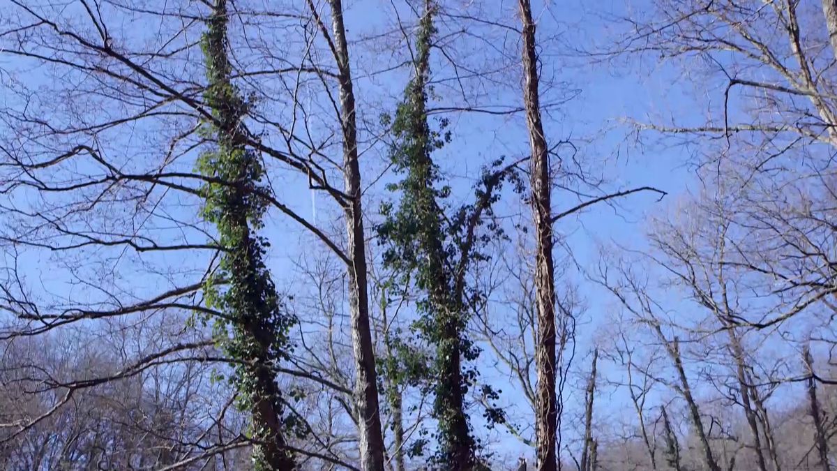 brico 940 3 beneficios hiedra ecosistema arboles hiedra