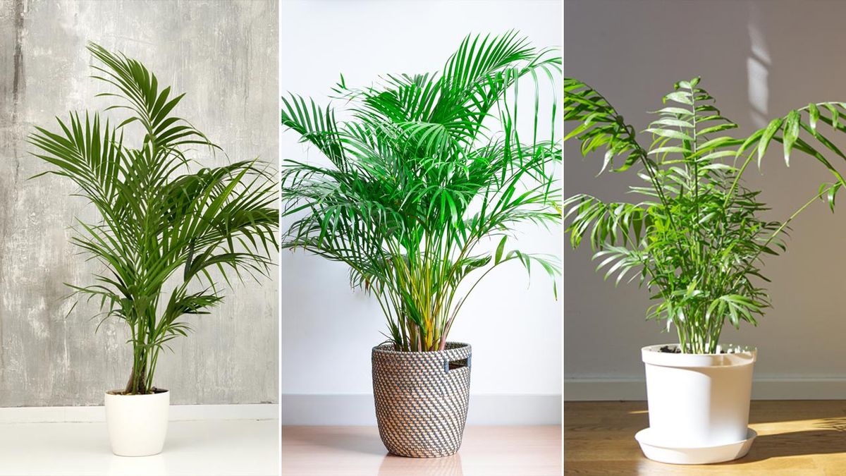 palmeras de interior resistentes deco 430 jardinatis