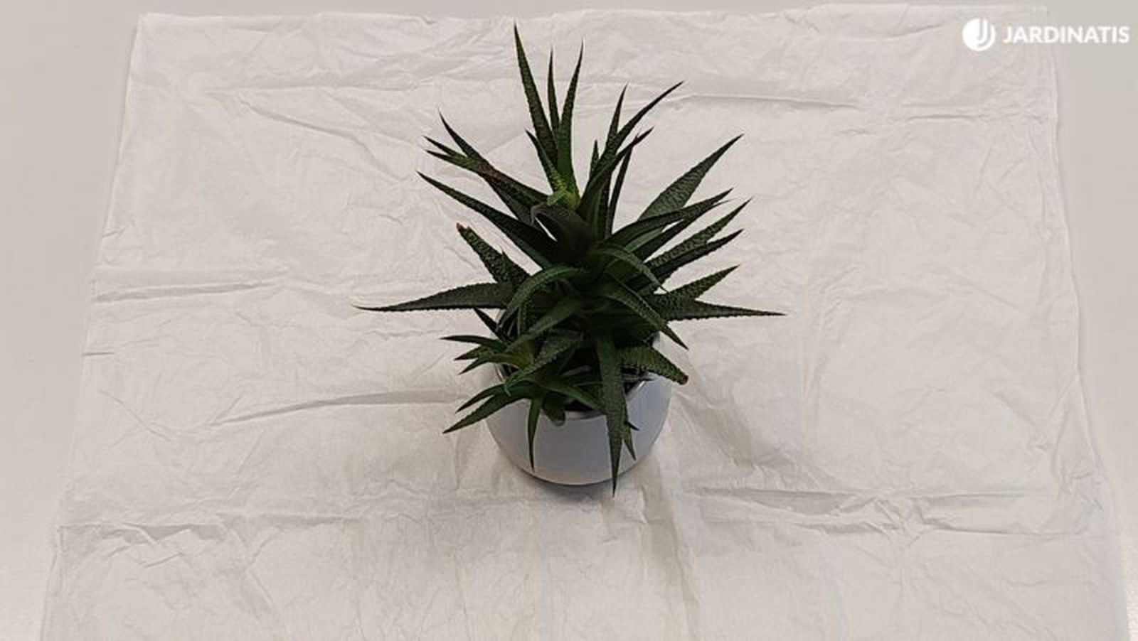 Coloca la planta sobre el papel