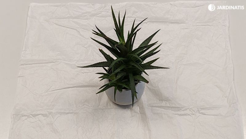 Coloca la planta sobre el papel