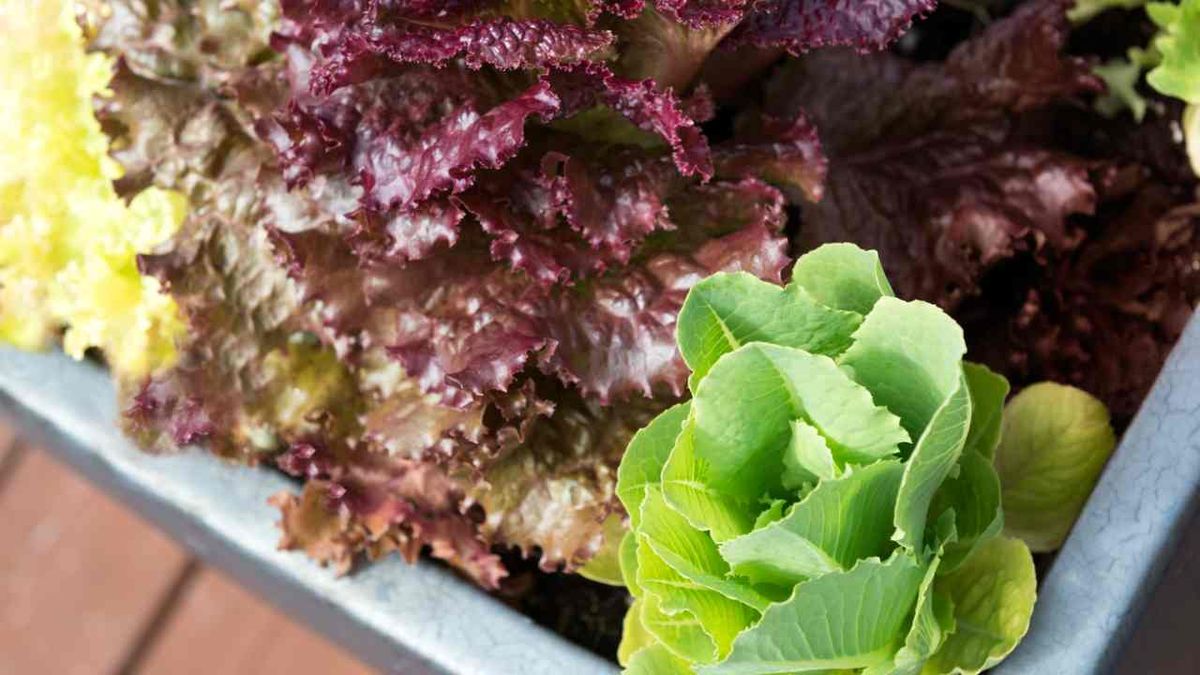 plantas hortalizas invernadero