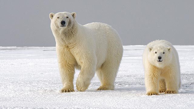 oso polar 9