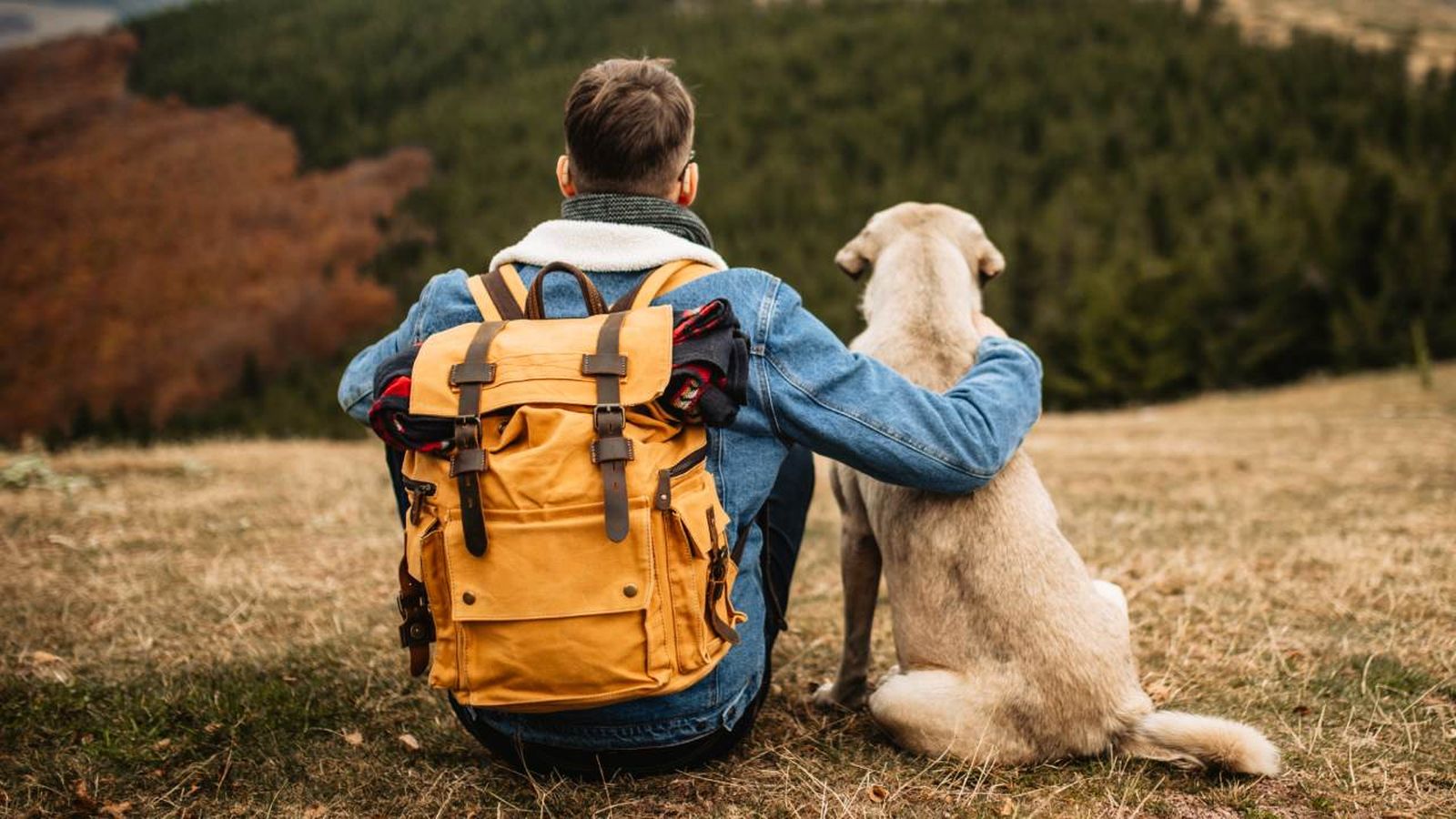 viajar con perro en el puente de diciembre