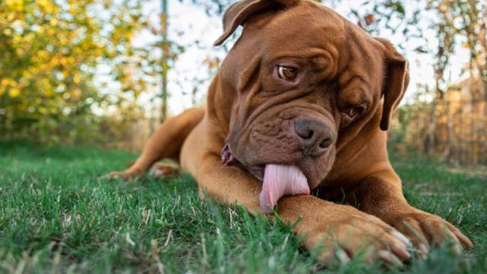 dogo de burdeos