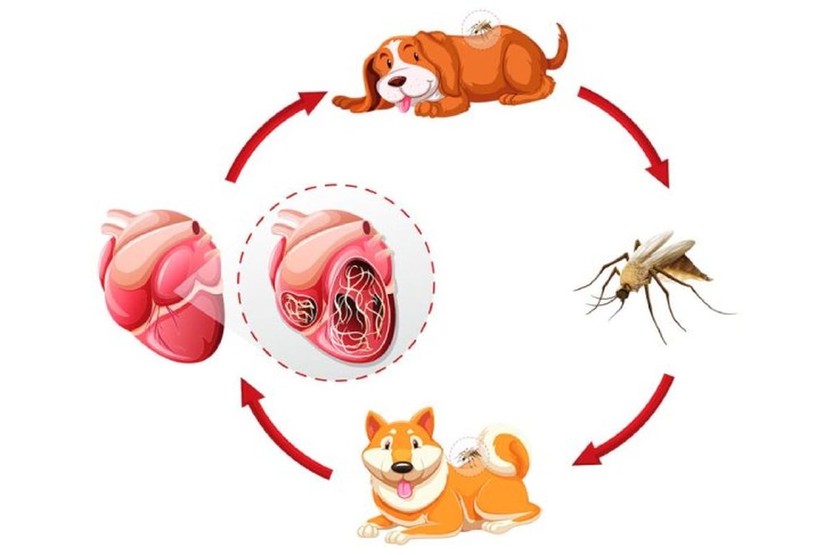 gusano del corazon en perros 2