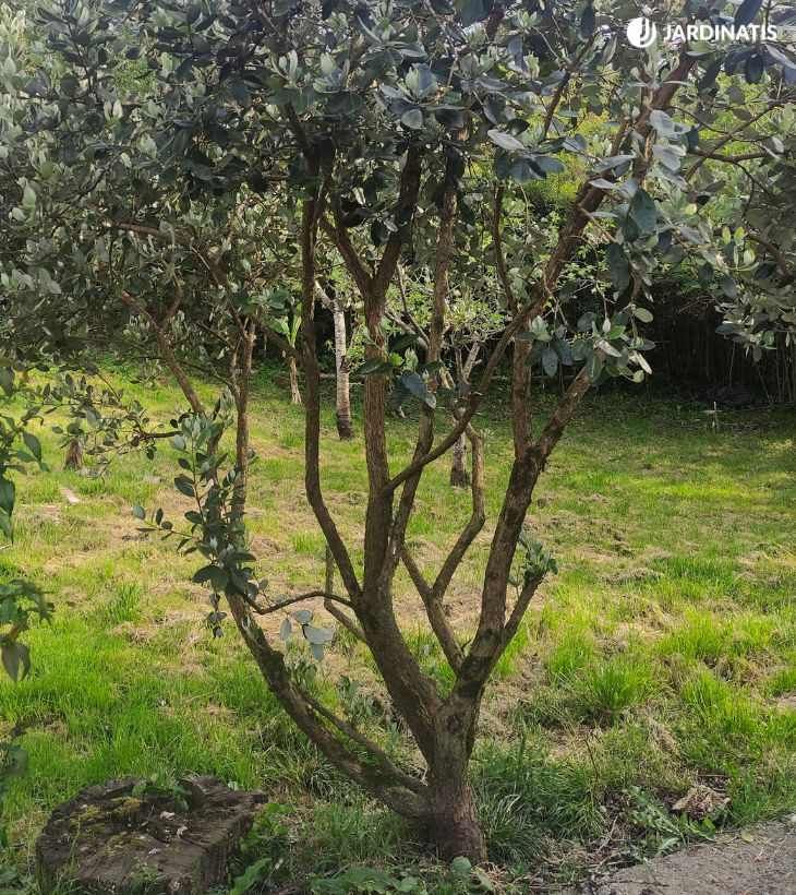 Árbol feijoa en el jardín
