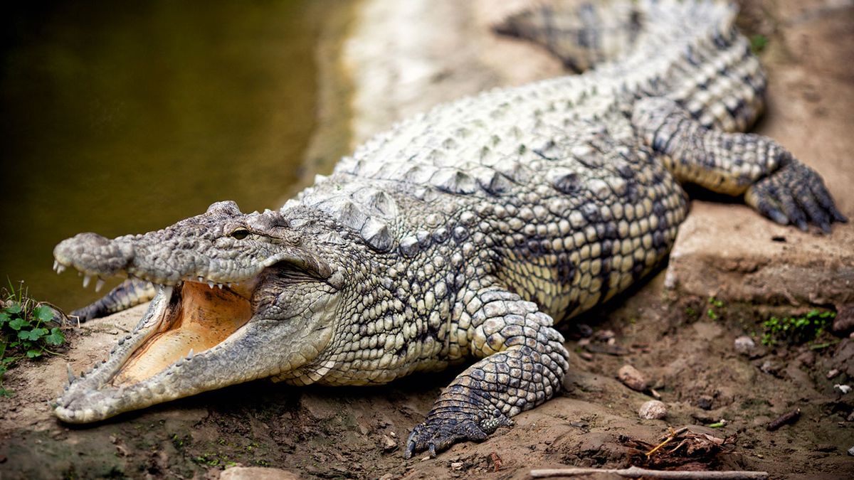 Cocodrilo 1
