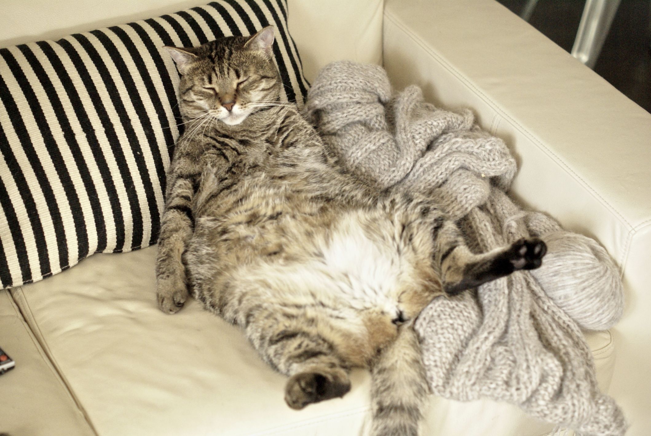 gato perezoso