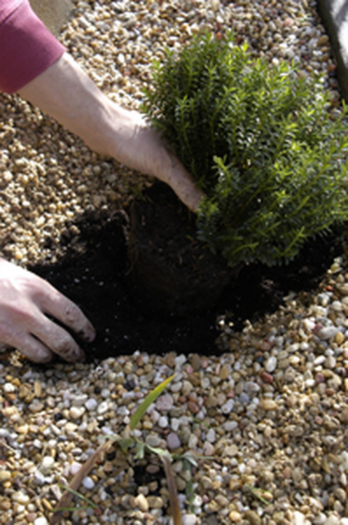 Plantación en gravilla al sol   paso 4