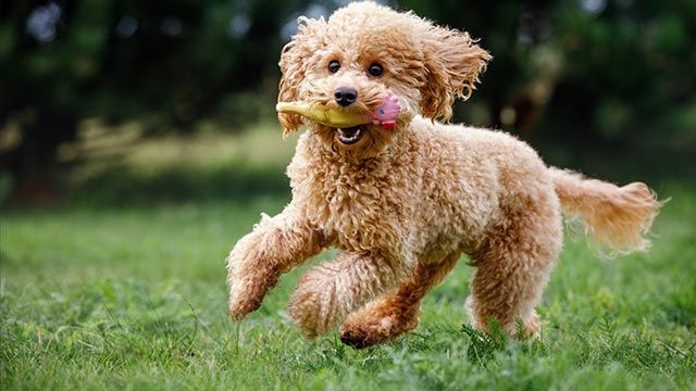 caniche toy jugando