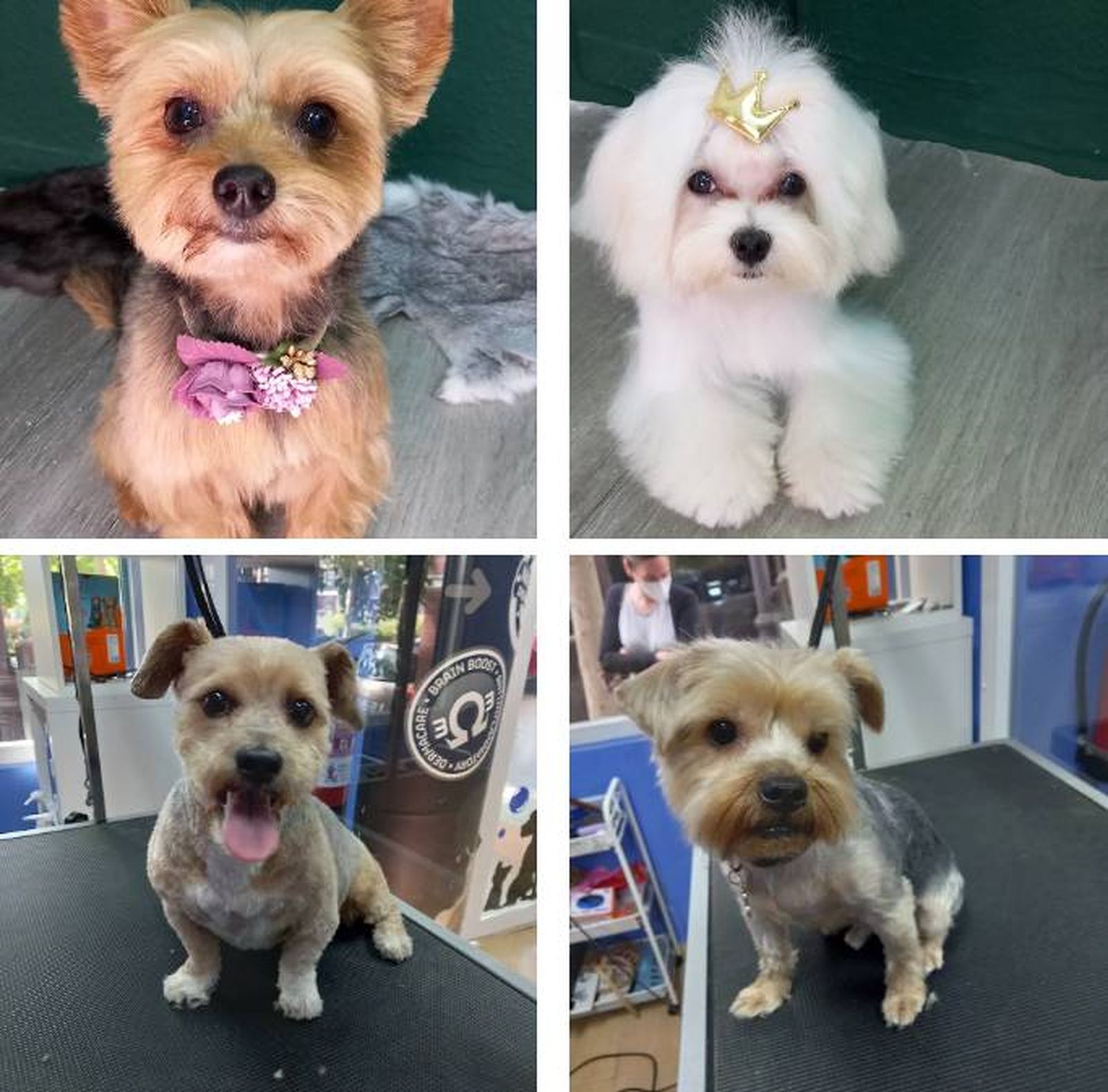 mejores peluquerias caninas de Madrid Lavakan