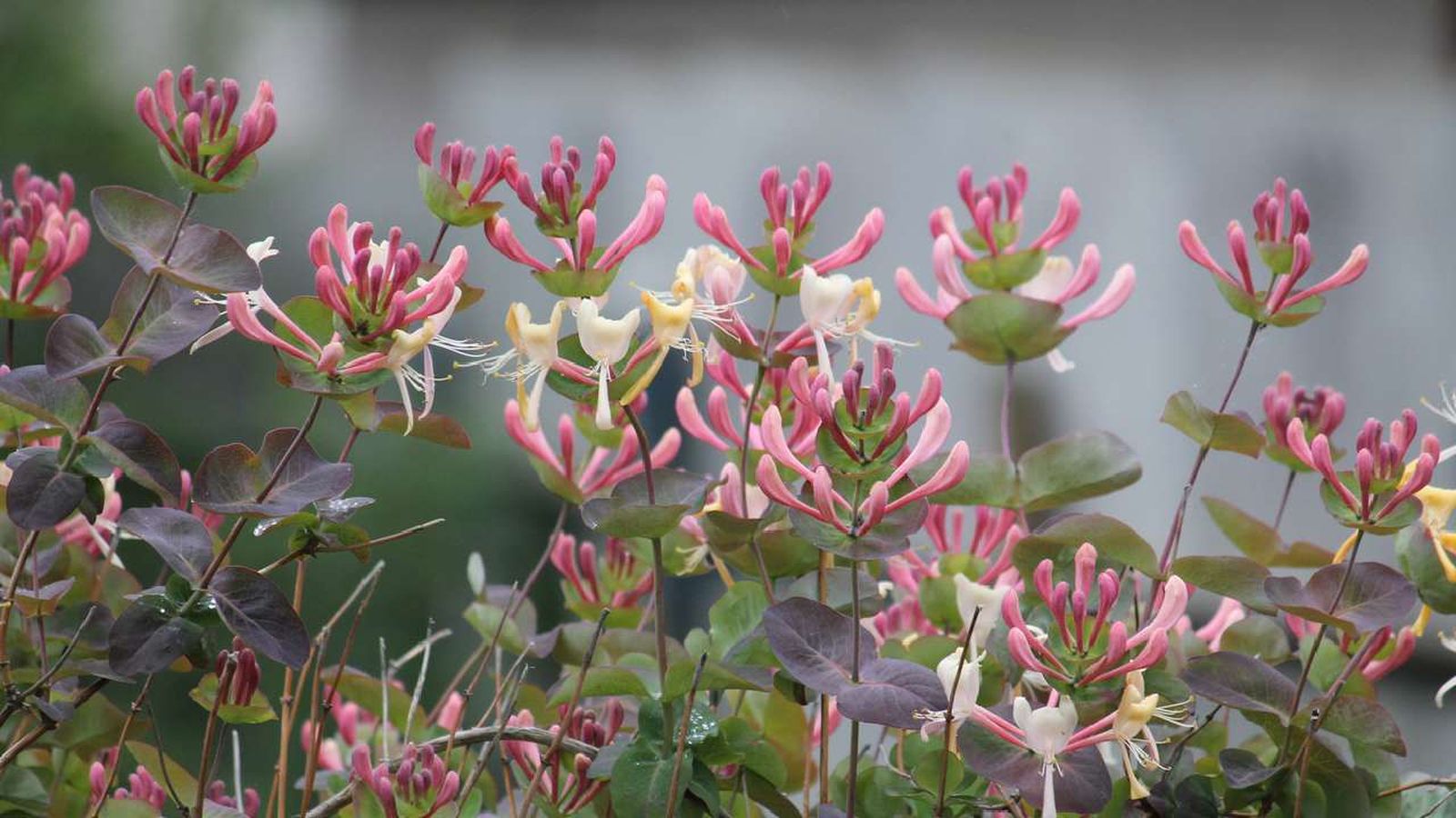 plantas que huelen por la noche