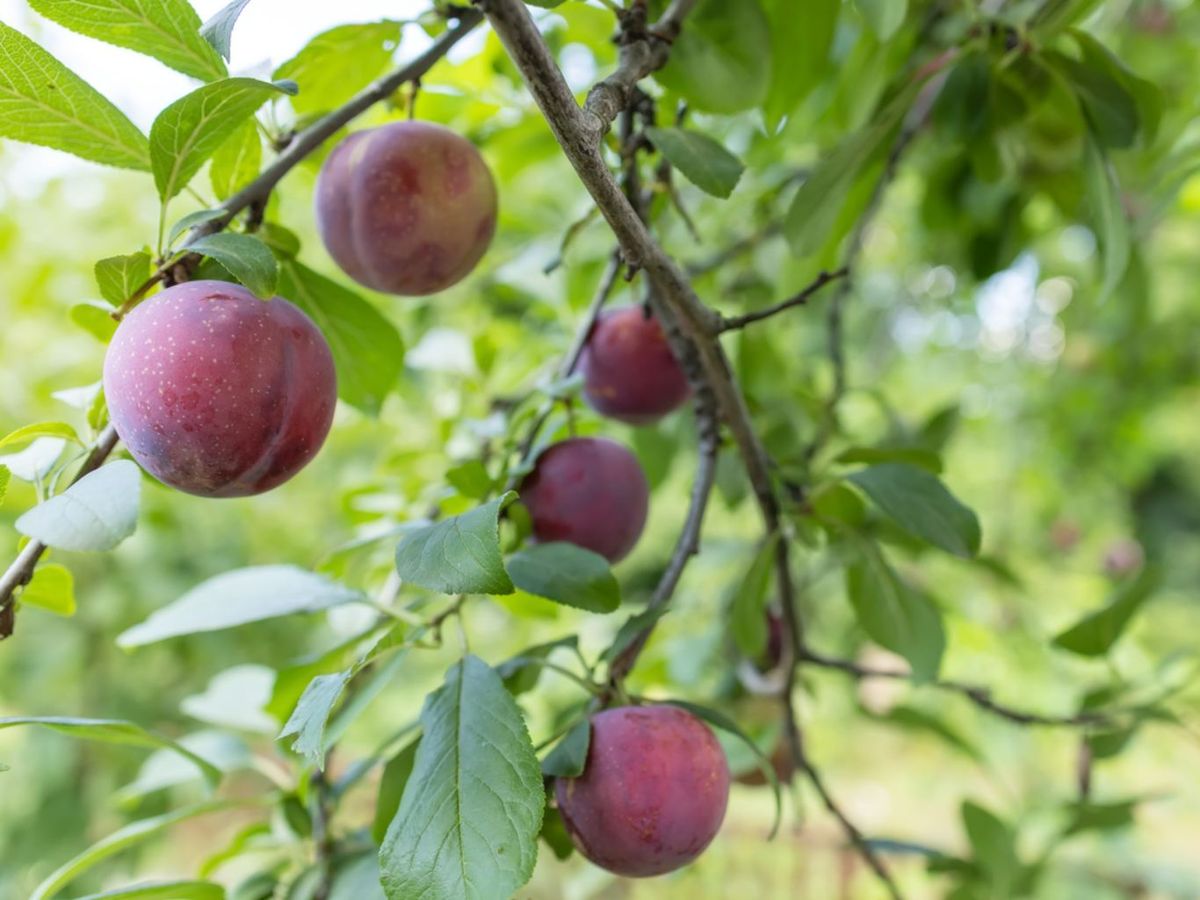 La poda de mantenimiento busca conservar la salud del ciruelo y mejorar su producción.