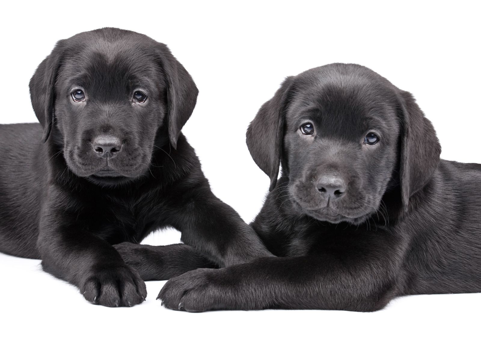 alimentacion cachorros robustos xl
