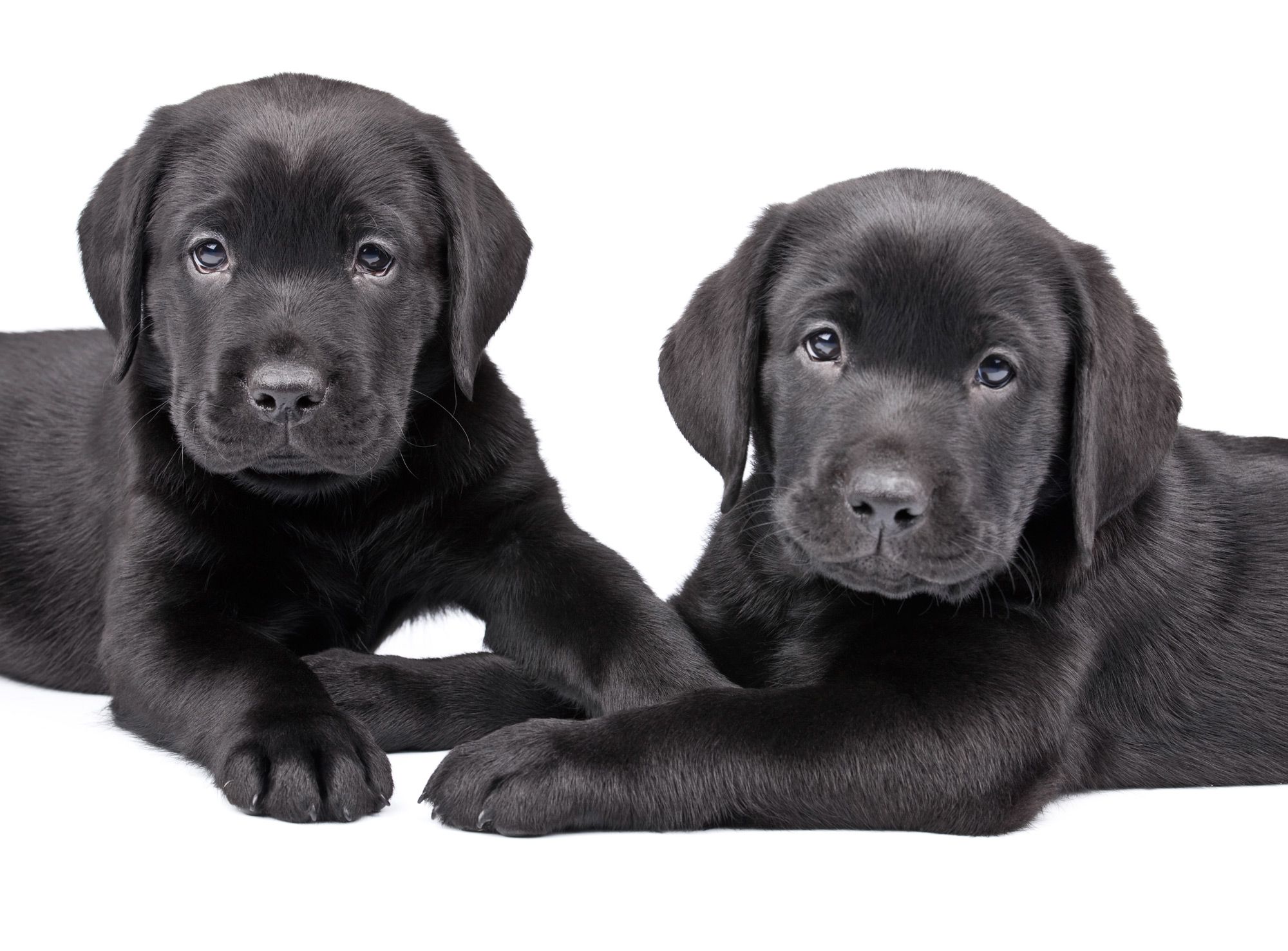 alimentacion cachorros robustos xl