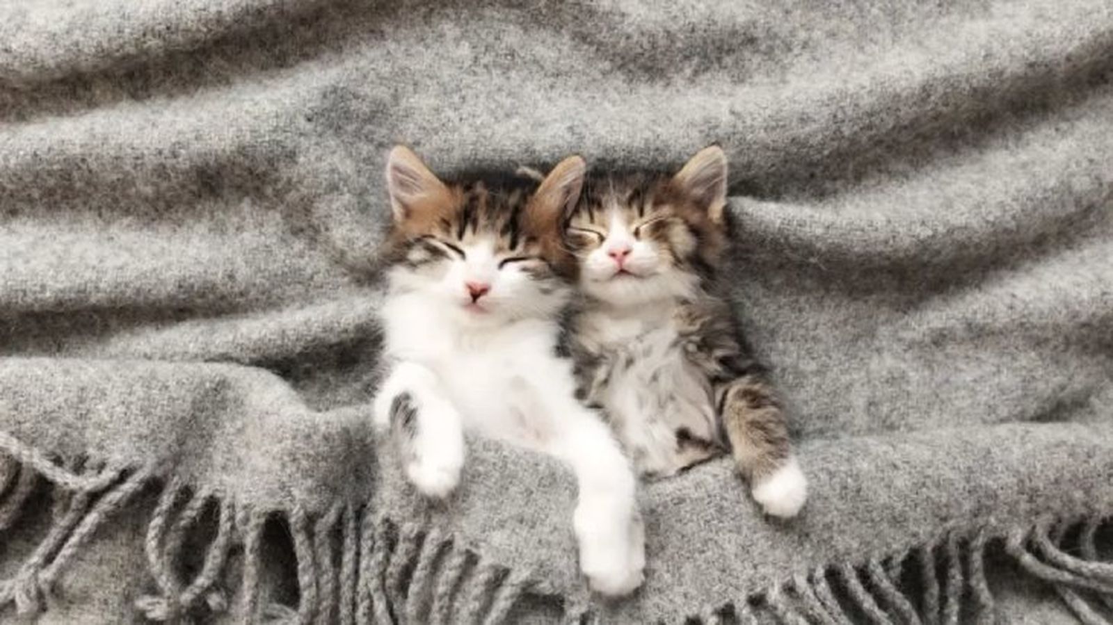 cuantas horas duerme un gato 2