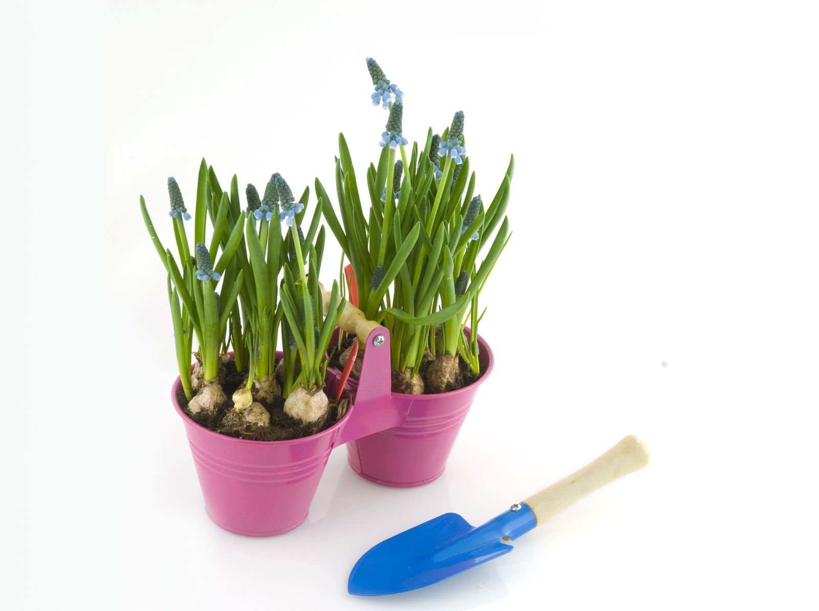 Brico jardin 739 Bulbos de primavera