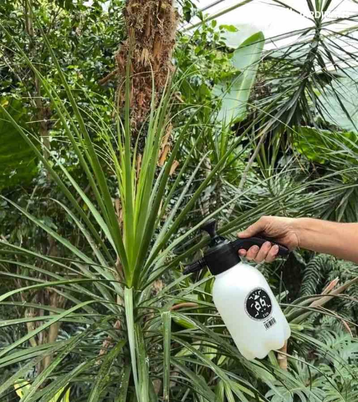 Pulverizar jabón potásico en Beaucarnea recurvata.