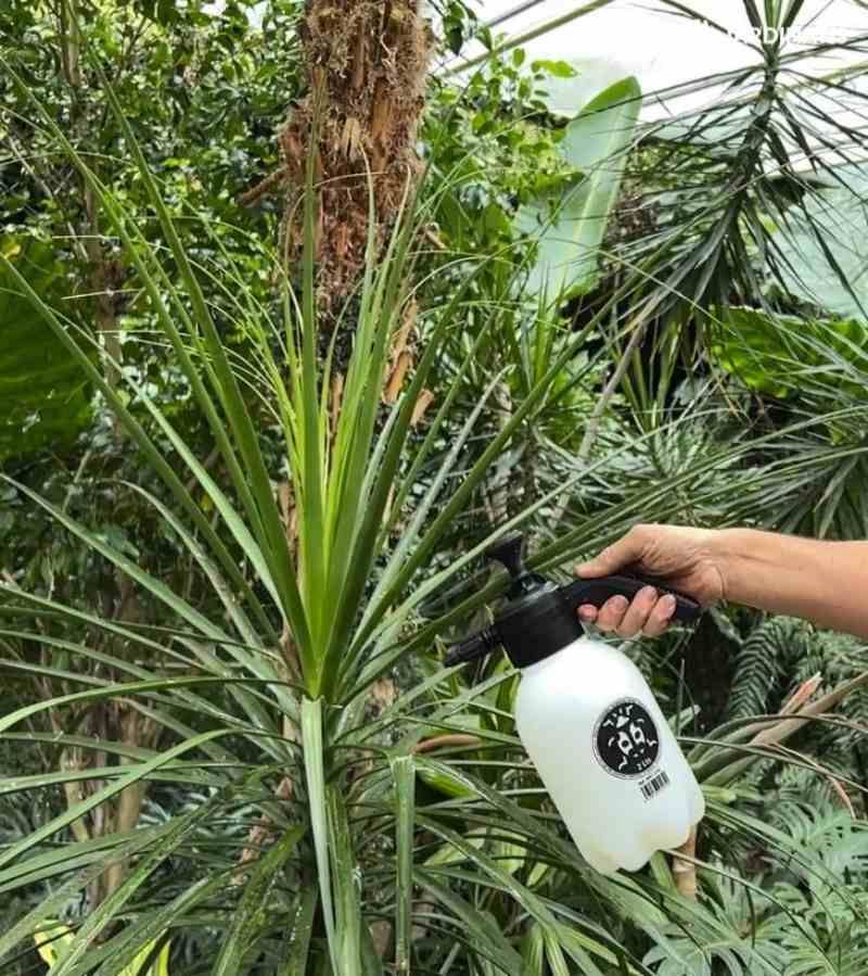 Pulverizar jabón potásico en Beaucarnea recurvata.