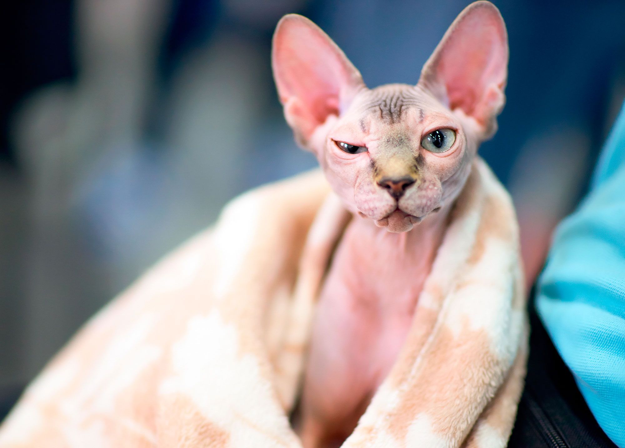 mascotas gatos raza esfinge cuidados