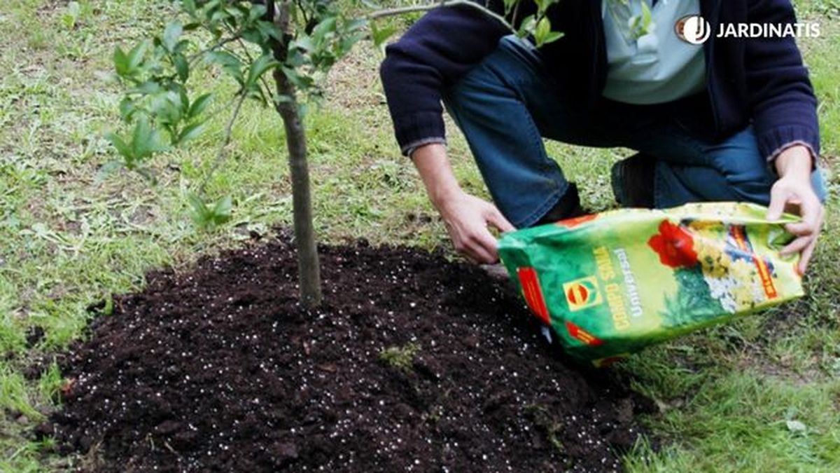 acolchar el limonero para protegerlo del frio brico 312