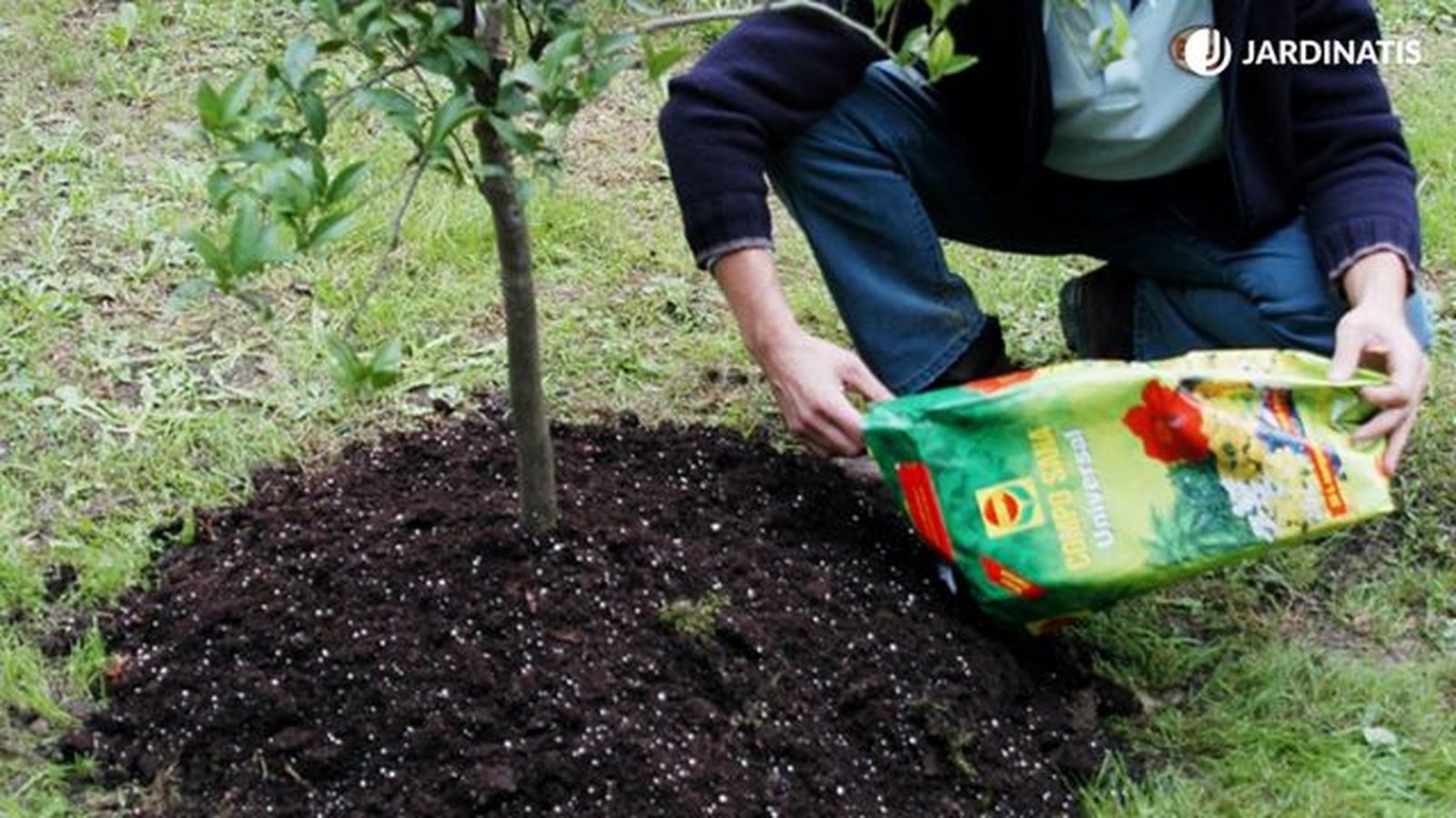 acolchar el limonero para protegerlo del frio brico 312