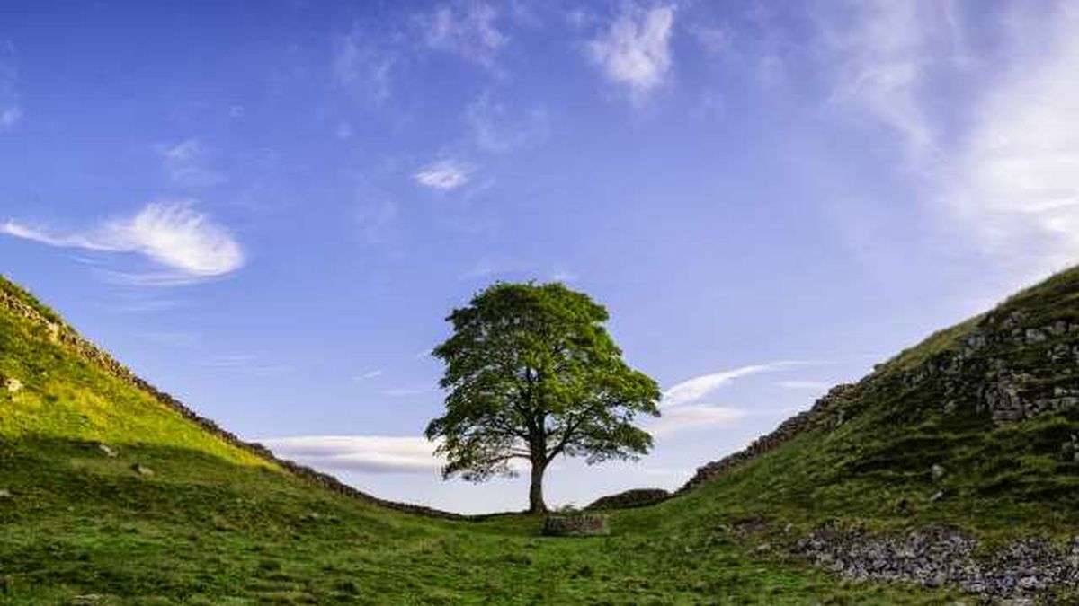 talan  arbol sycamore gap 2