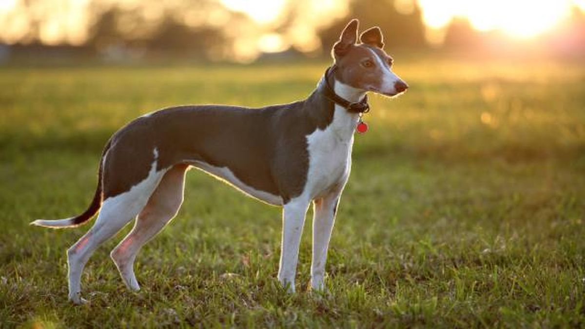 Es importante que salgan a pasear con ropa de abrigo para perros.