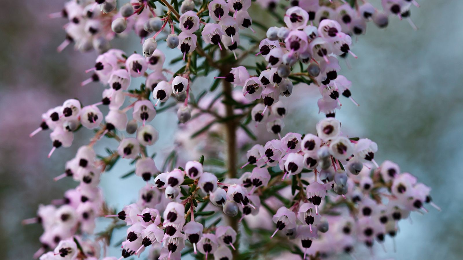 jardin 681 plantar brezo arboreo