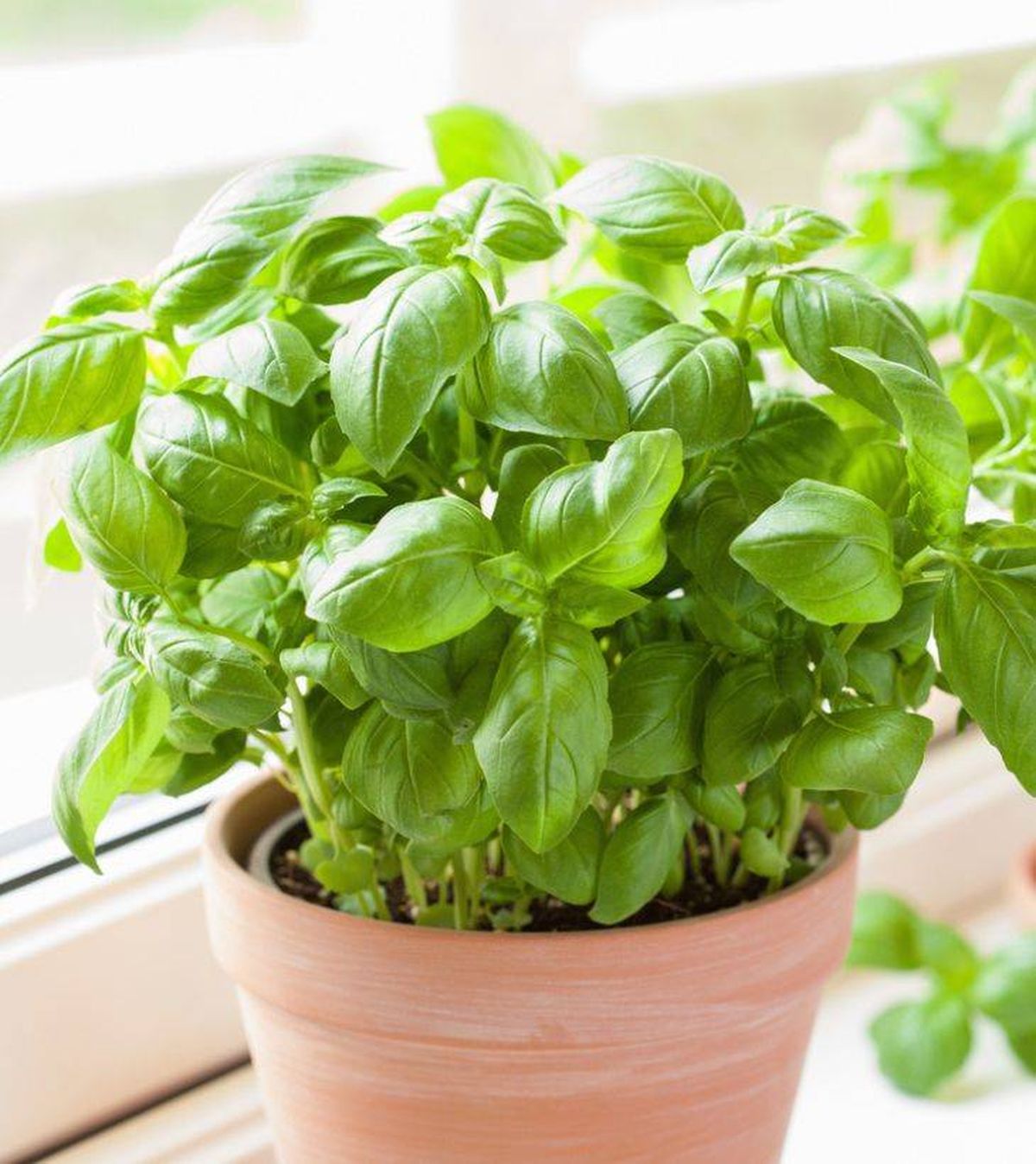 albahaca planta aromatica