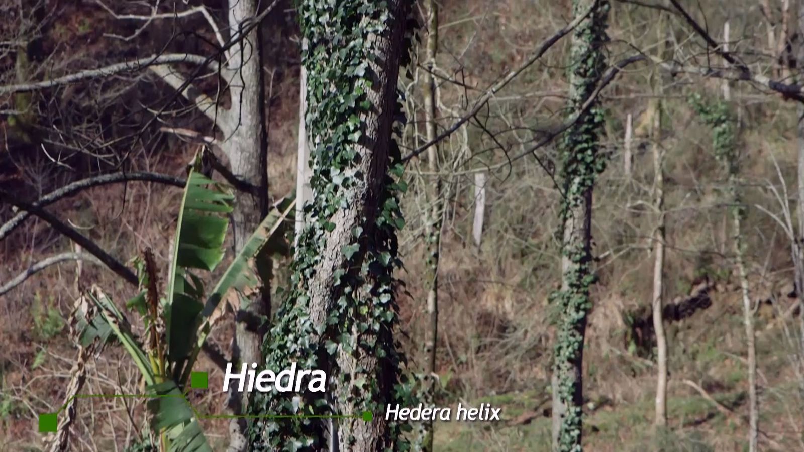 brico 940 3 beneficios hiedra ecosistema xl