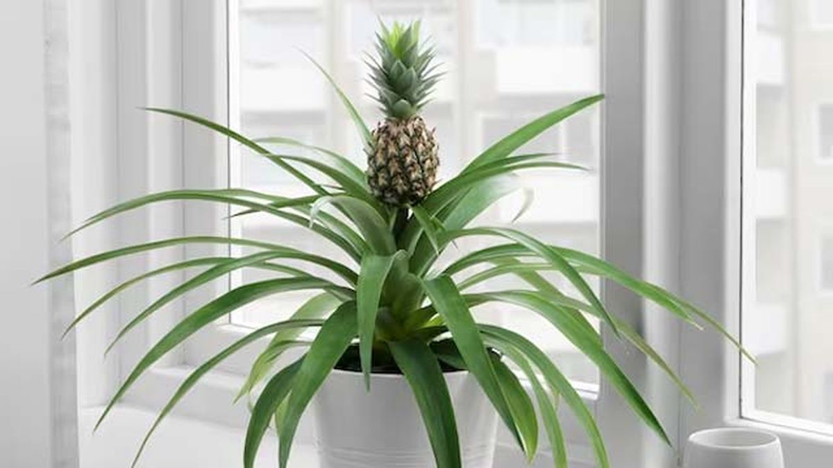 planta ananas ikea