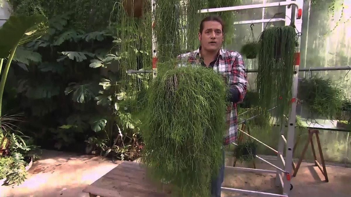 Los Rhipsalis no suelen necesitar trasplantes