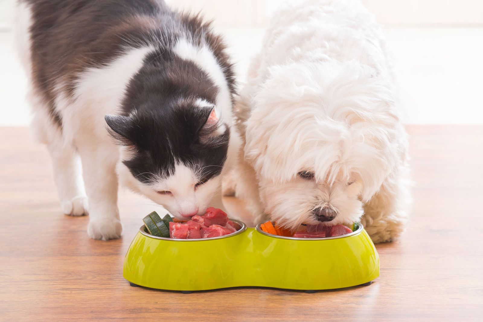 alimentacion vegana gatos perros