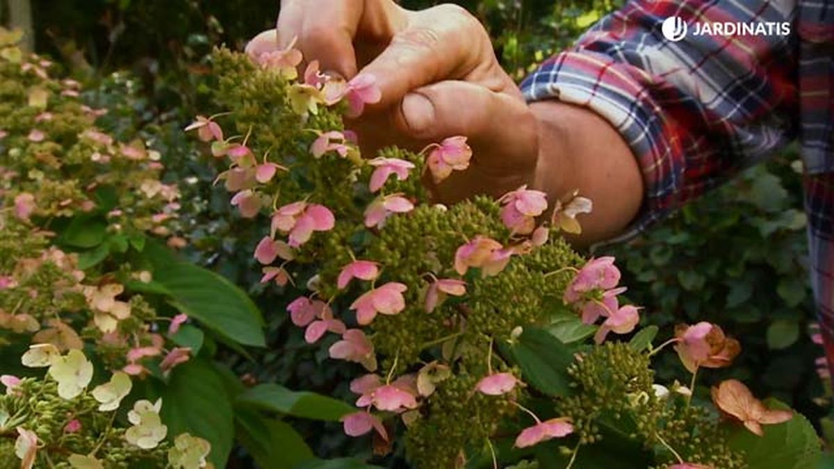 Hydrangea paniculata tardiva flor de otono jardin deco 631