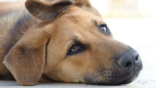 verrugas en perros 1